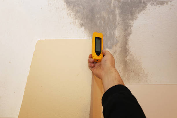 Biohazard Mold Removal in Sayville, NY